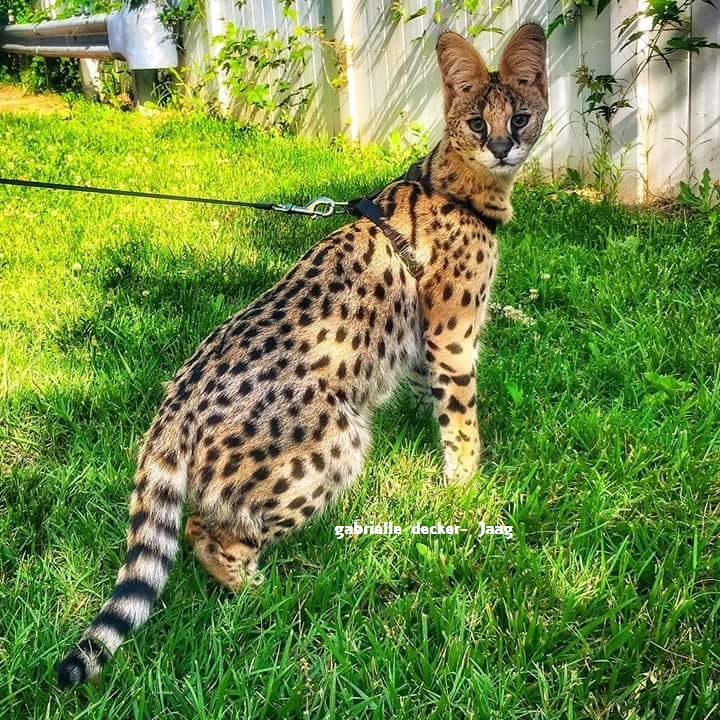 serval cat standing