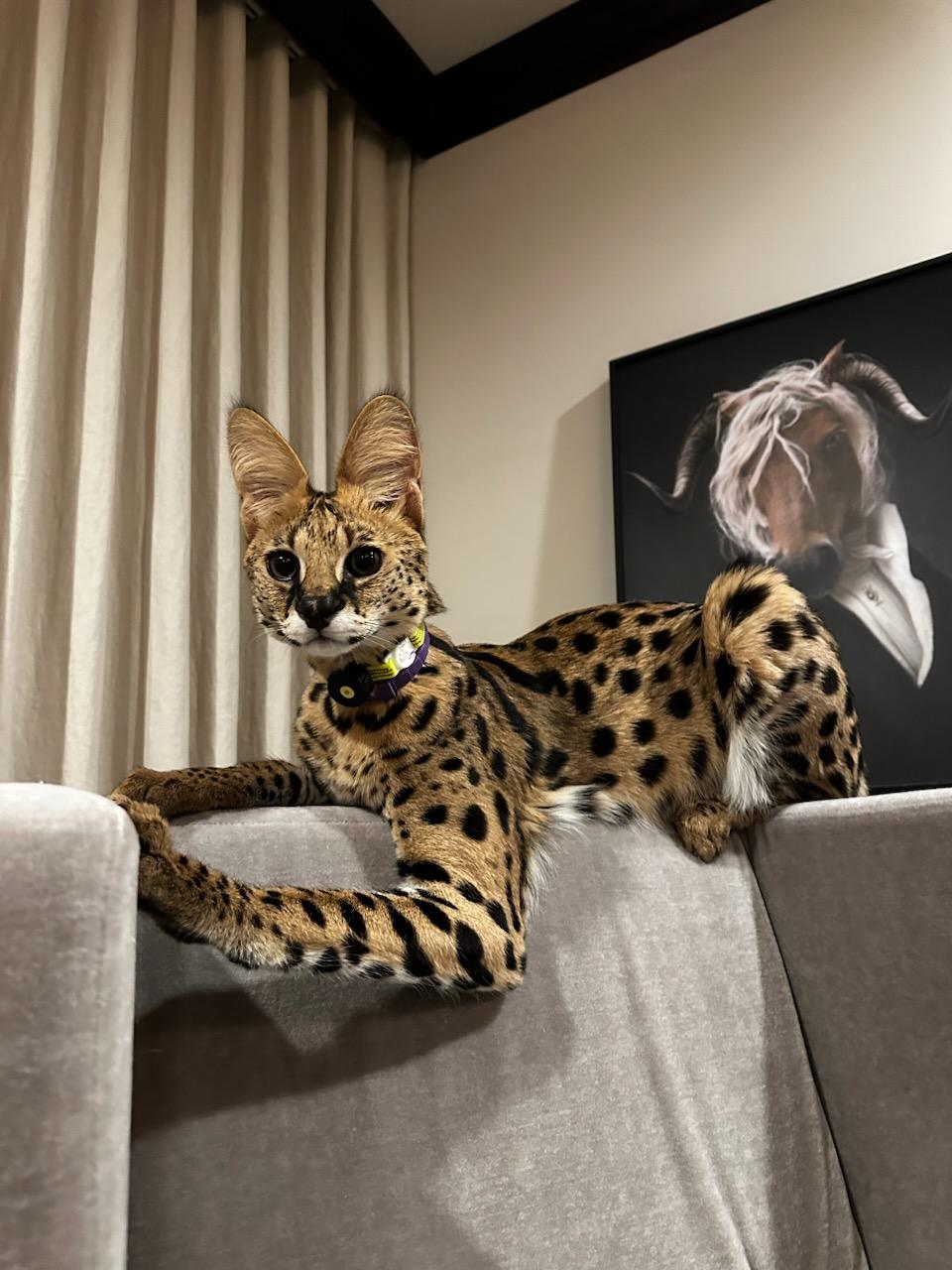 Servals are a Lifestyle | Serval cats are a lifestyle