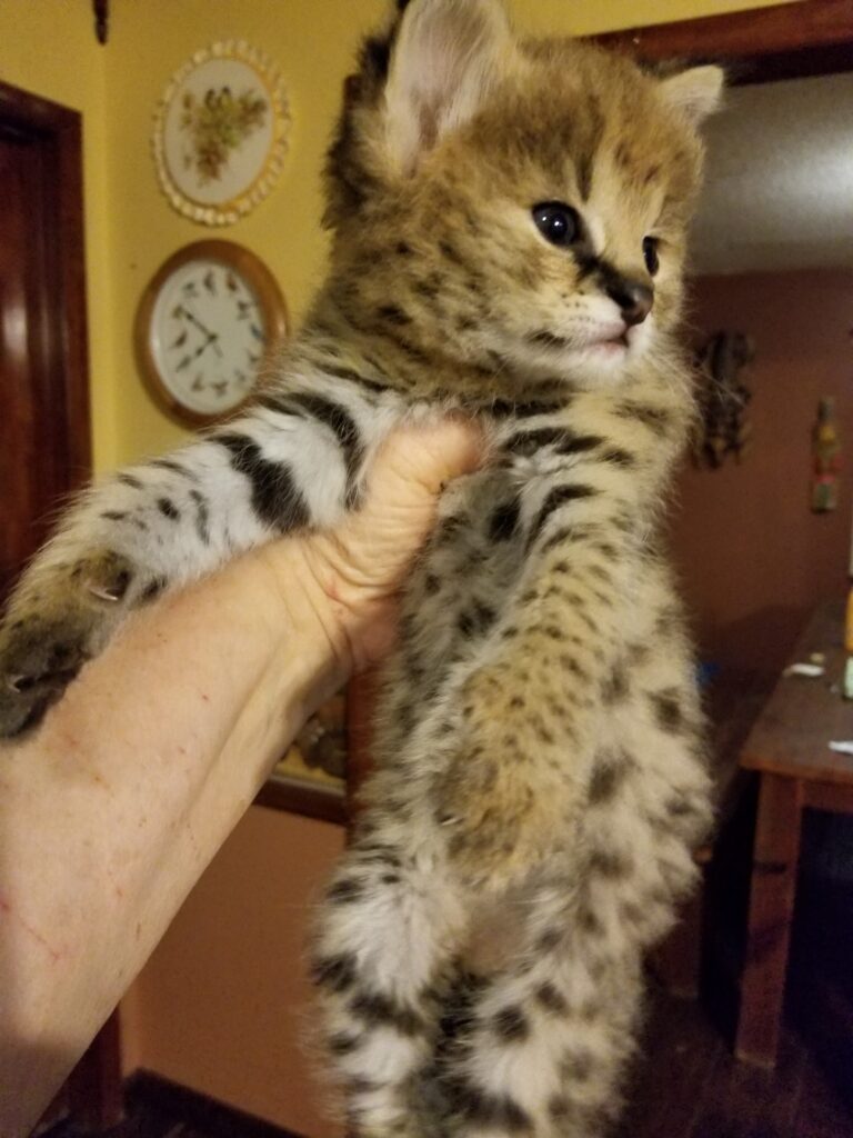 serval kittens forsale servalkitten.com