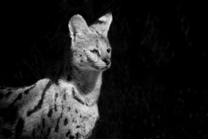 serval, wild cat, african-1118481.jpg