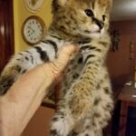 serval kitten