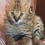 serval kitten