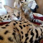 serval kitten