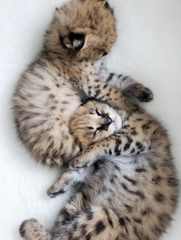 Serval Kittens