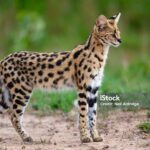 serval kitten